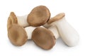 King Oyster mushroom or Eringi isolated on white background with clipping path and full depth of field. Royalty Free Stock Photo