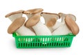 King Oyster mushroom or Eringi in plastic basket isolated on white background with clipping path and full depth of field Royalty Free Stock Photo