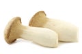 King oyster mushroom (Pleurotus Eringii) Royalty Free Stock Photo