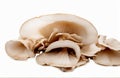 King oyster mushroom Pleurotus eryngii, cut out isolated on white background