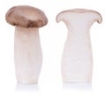 King oyster mushroom Pleurotus eryngii on white background