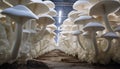 the King Oyster mushroom farm