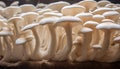 the King Oyster mushroom farm