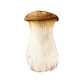 King oyster mushroom watercolor illustration. Hand painted Pleurotus eryngii fungus. Edible fresh king oyster mushroom