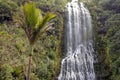 King Palm tree and Karekare Falls New Zealand Royalty Free Stock Photo