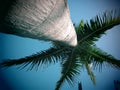 King palm tree Royalty Free Stock Photo