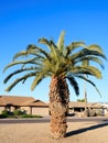 King Palm in Xeriscaped City Landscape, Phoenix, AZ Royalty Free Stock Photo