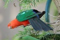 A King Parrot Bird in an Acacia Tree Royalty Free Stock Photo