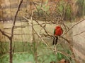 King Parrot & x28;Alisterus Scapularis& x29; in a room with park like painted walls Royalty Free Stock Photo