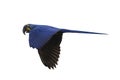 King of parrot Hyacinth macaw flying isolated on a white background. Royalty Free Stock Photo