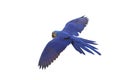 King of parrot Hyacinth macaw flying isolated on a white background. Royalty Free Stock Photo