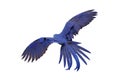 King of parrot Hyacinth macaw flying isolated on a white background. Royalty Free Stock Photo