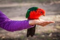 King parrot. Royalty Free Stock Photo