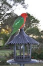 A King Parrot sitting on a Bird Feeder Royalty Free Stock Photo