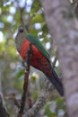 A King Parrot Bird sitting on a Tree Branch Royalty Free Stock Photo
