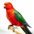 king parrot white background Royalty Free Stock Photo