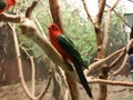 King Parrot & x28;Alisterus Scapularis& x29; in a room with park like painted walls Royalty Free Stock Photo