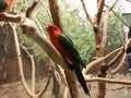 King Parrot & x28;Alisterus Scapularis& x29; in a room with park like painted walls Royalty Free Stock Photo