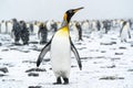 King Peguin posing in the snow Royalty Free Stock Photo