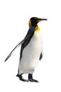 King Penguin Royalty Free Stock Photo