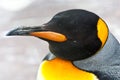 King Penguin