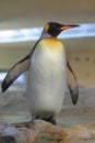 King penguin