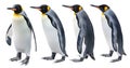 King Penguin