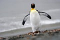 King Penguin