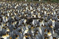 King Penguin Royalty Free Stock Photo