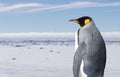 King penguin Royalty Free Stock Photo