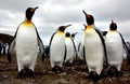 King penguin Royalty Free Stock Photo