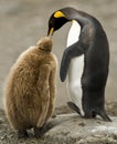 King Penguin Adult Feeding Downy Chick Royalty Free Stock Photo