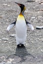 King penguin - Aptendytes patagonica - funny juvenile penguin with last fluffy feathers on head, Gold Harbour, South Georgia