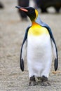 King penguin - Aptendytes patagonica - Gold Harbour, South Georgia Royalty Free Stock Photo