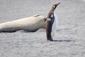 King penguin - Aptendytes patagonica - standing on beach in front of giant antarctic seal elephant spreading wings, South Georgia