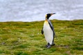 King penguin - Aptendytes patagonica - standing on grass in front of beach, Gold Harbour, South Georgia