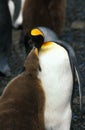 King Penguin, aptenodytes patagonica, Adult feeding Chick, Colony at Salisbury Plain, South Georgia