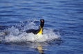 King Penguin, aptenodytes patagonica, Adult standing in Ocean, Colony at Salisbury Plain, South Georgia