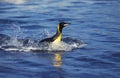 King Penguin, aptenodytes patagonica, Adult swimming, Emerging from Ocean, Salisbury Plain in South Georgia