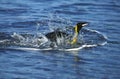 King Penguin, aptenodytes patagonica, Adult swimming, Emerging from Ocean, Salisbury Plain in South Georgia