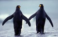 King Penguin, aptenodytes patagonica, Adults walking on Beach, Colony in Salisbury Plain, South Georgia