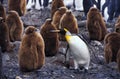 KING PENGUIN aptenodytes patagonica, CHICK CRECHE WITH ONE ADULT, SALISBURY PLAIN IN SOUTH GEORGIA