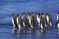 KING PENGUIN aptenodytes patagonica, COLONY IN SALISBURY PLAIN IN SOUTH GEORGIA