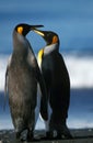 KING PENGUIN aptenodytes patagonica, PAIR IN SALISBURY PLAIN, SOUTH GEORGIA