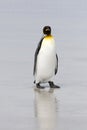 King penguin (Aptenodytes patagonicus)