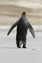 King penguin (Aptenodytes patagonicus)