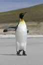 King penguin (Aptenodytes patagonicus) Royalty Free Stock Photo