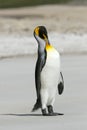 King penguin (Aptenodytes patagonicus) Royalty Free Stock Photo