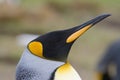 King penguin (Aptenodytes patagonicus)