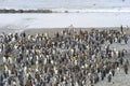 King Penguin (Aptenodytes patagonicus) colony on the beach Royalty Free Stock Photo